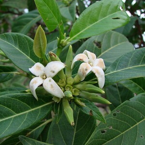 folhas e flores de marmelada