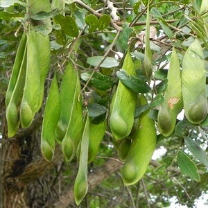 vagens de amendoim-do-campo