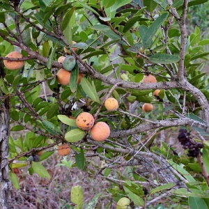 Frutos de bacupari-do-cerrado