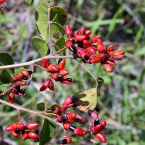 frutos de botica-inteira