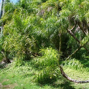 Palmeira de coco-babão