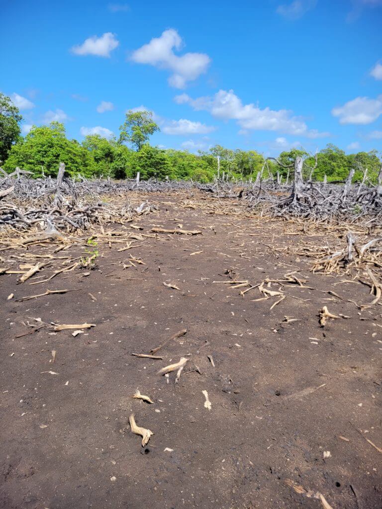 Projeto Verde Vida Mangue - área a restaurar