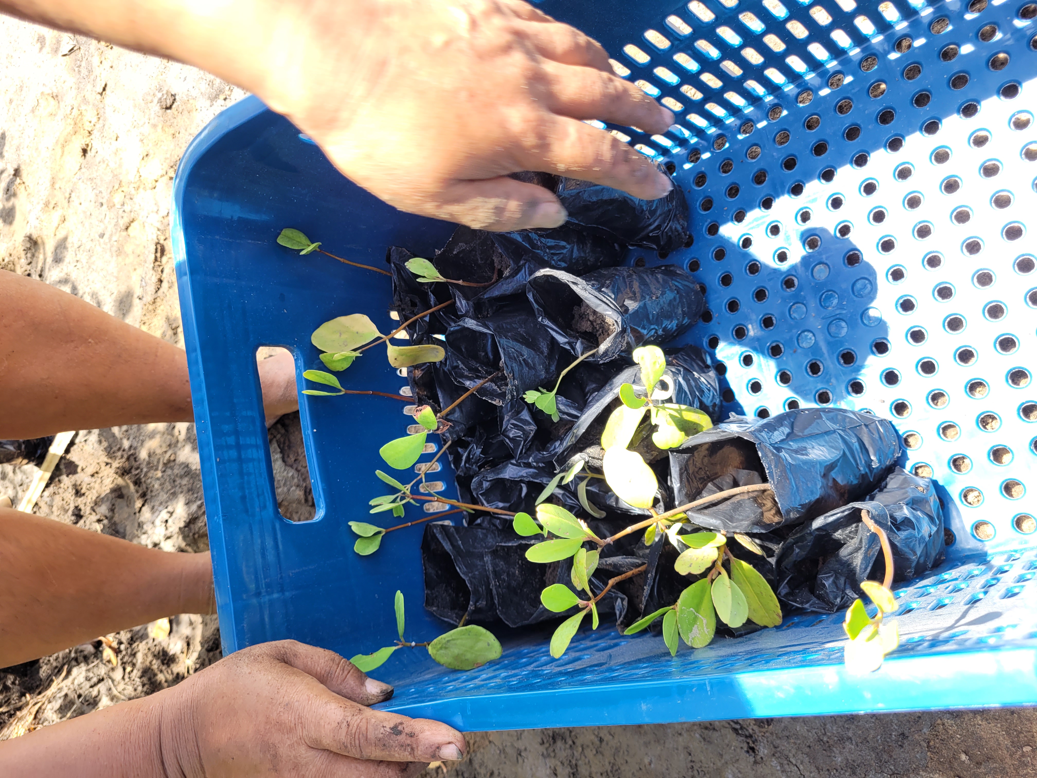 Projeto Verde Vida Mangue, mudas de espécies de mangue