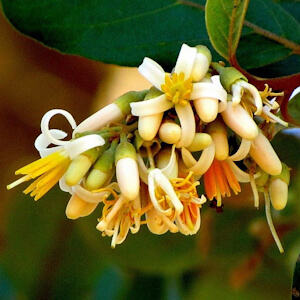 Guia de Plantas da Regeneração Natural do Cerrado e da Mata