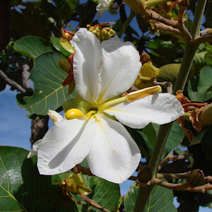 Guia de Plantas da Regeneração Natural do Cerrado e da Mata