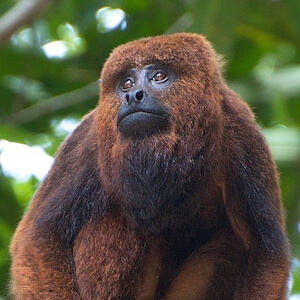 Lista dos 25 macacos mais ameaçados do mundo tem três espécies brasileiras  - ((o))eco